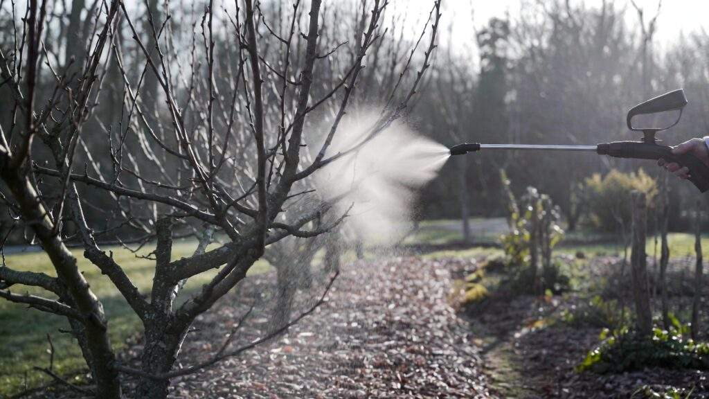 postrekovanie stromy ovocne 1