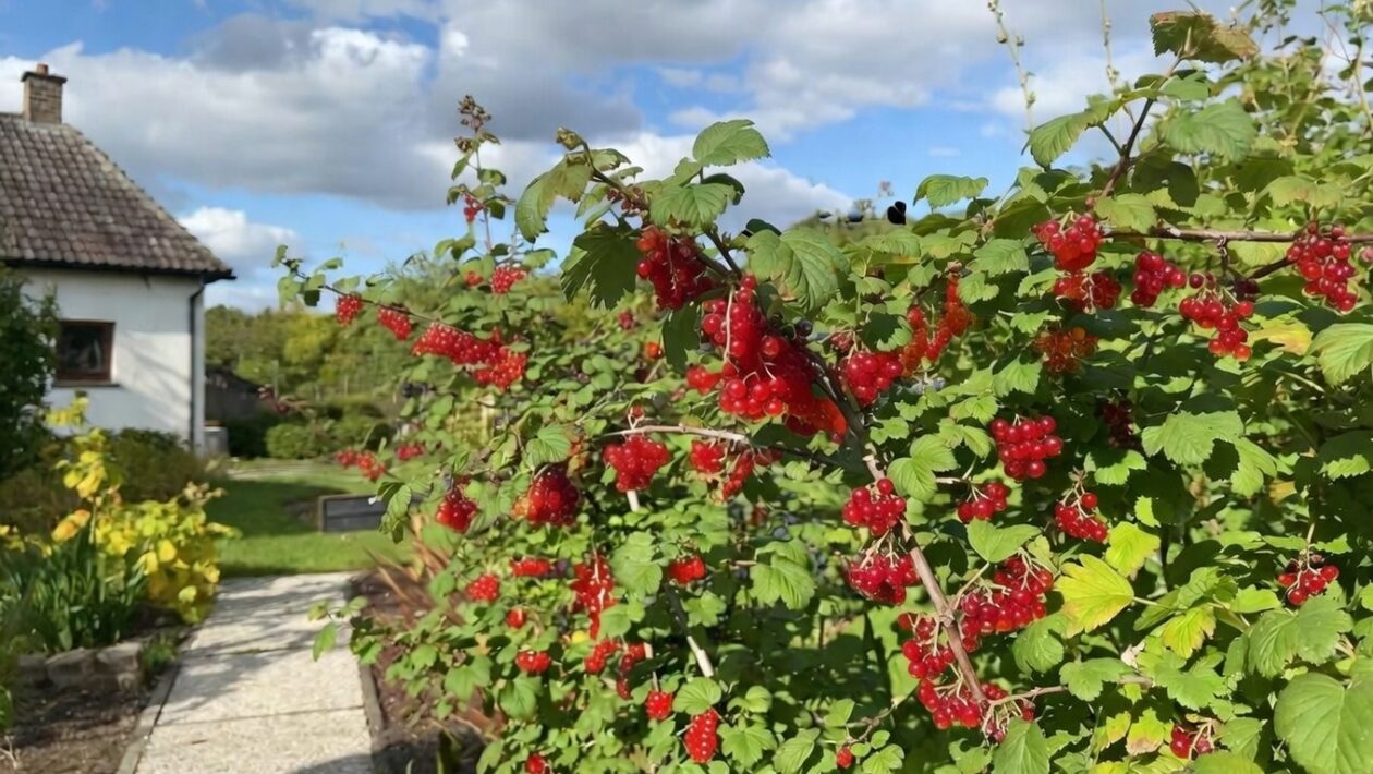 ribezle co sadit vedla