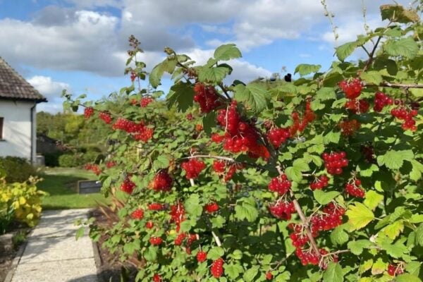 ribezle co sadit vedla