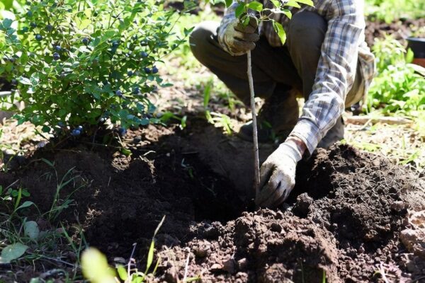 sadenie stromy kriky