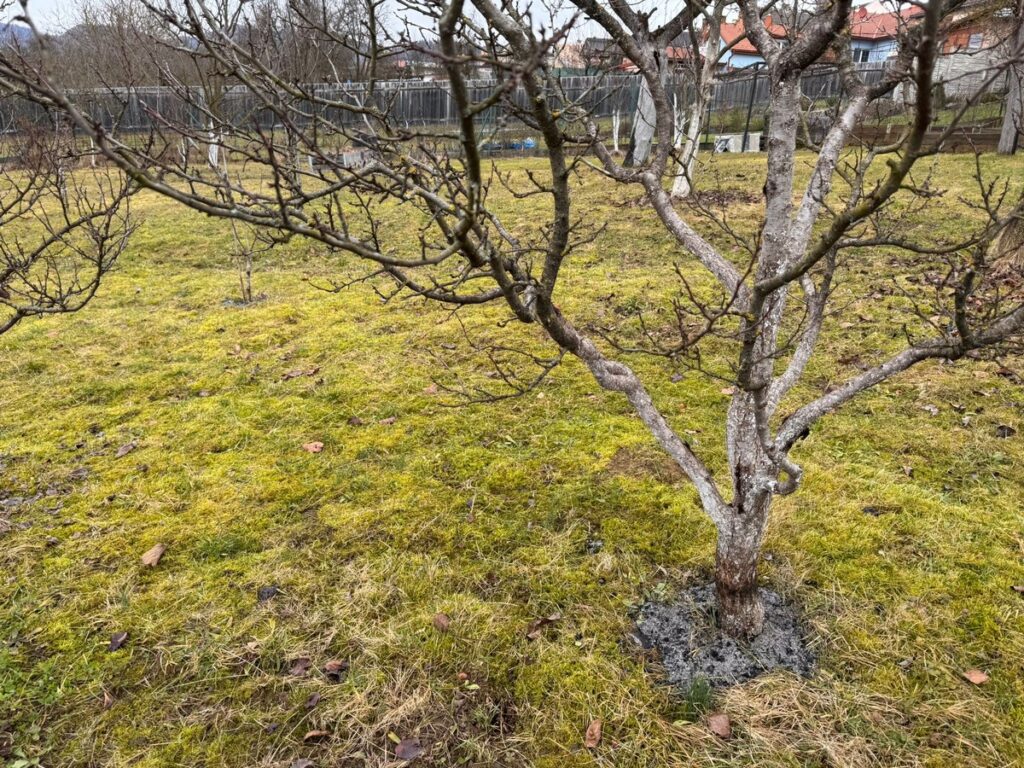 drevny popol stromy zahrada 1