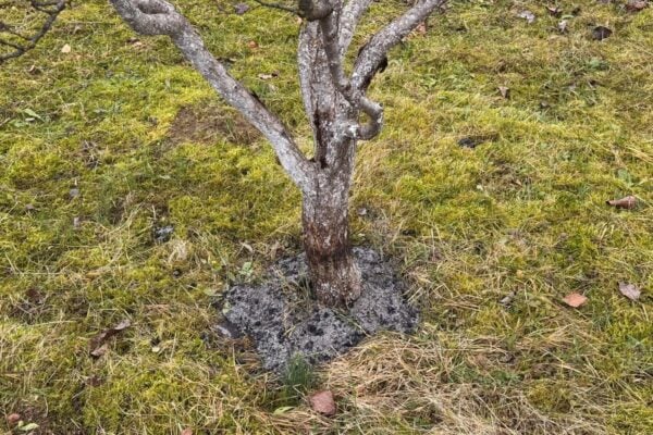 drevny popol stromy zahrada