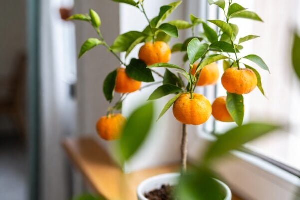 mandarinky pestovanie doma