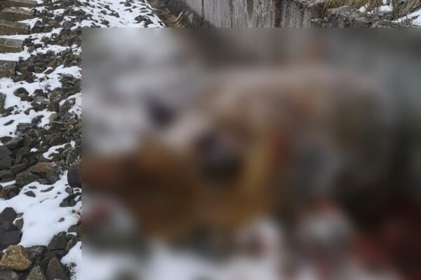 medved slovensku utok