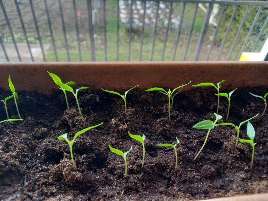 paprika balkon priesady
