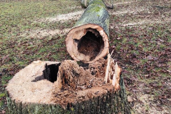 park stromy banska bystrica