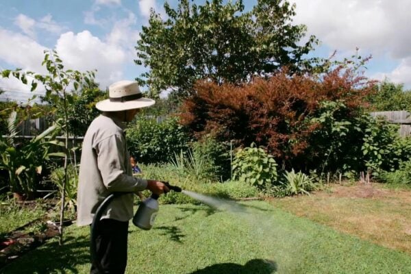 trava postrek burina