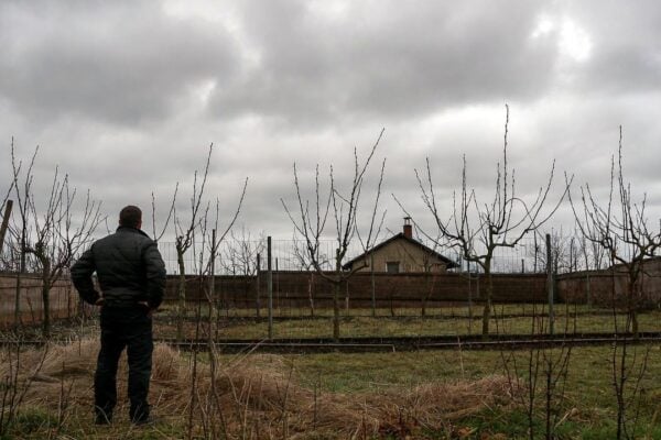 zahrada ovocne stromy