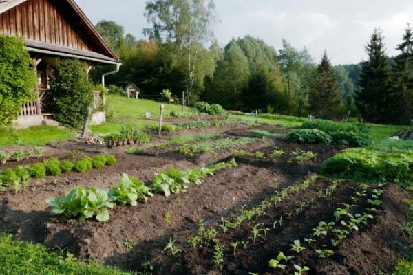 zahrada pestovanie