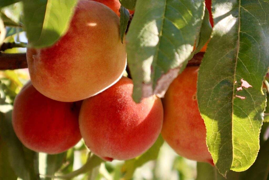 broskyna strom plody