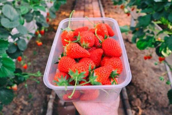 jahody sadenie hnojenie