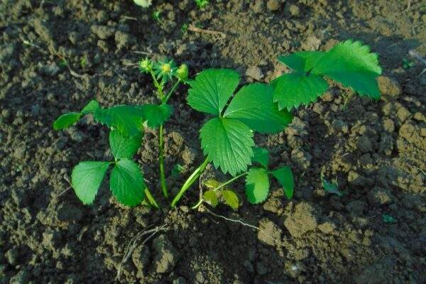 jahody sadenie hnojivo