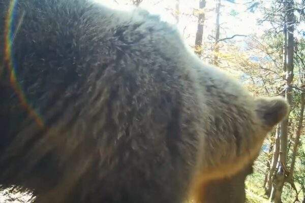 medved hnedy slovensko