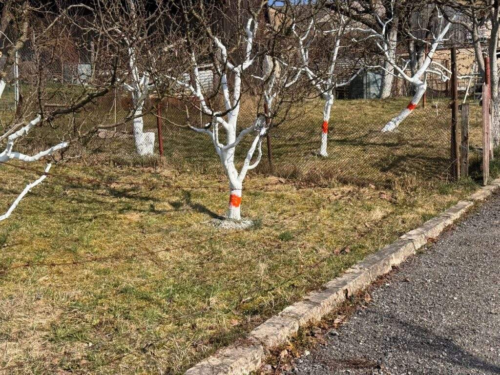 ovocne stromy pasky 1