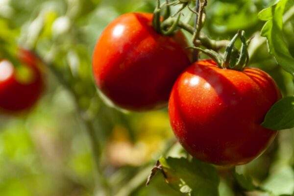 paradajky 2