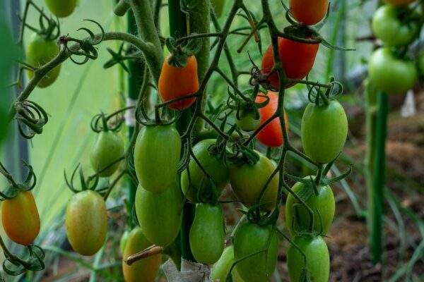 paradajky pestovanie