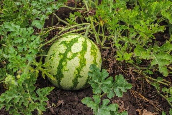 melon pestovanie slovensko