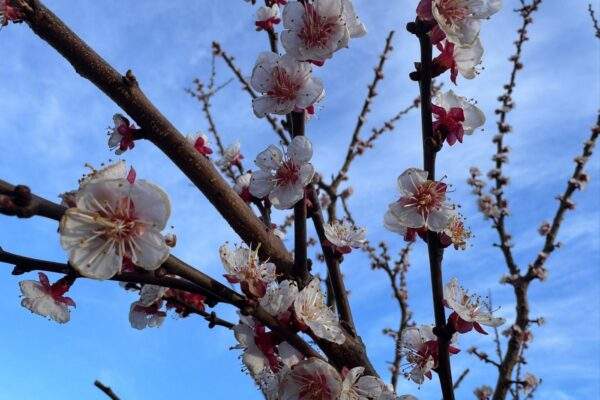 pocasie jar slovensko