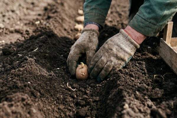 zemiaky sadenie