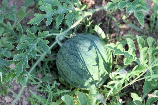 melony sadenie slovensko