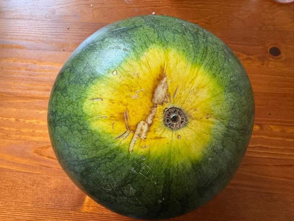melon dina