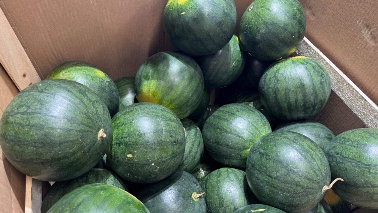 melon dina kupit