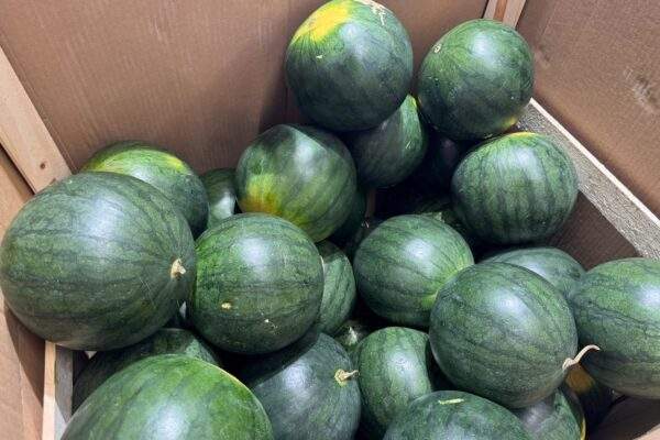 melon dina kupit