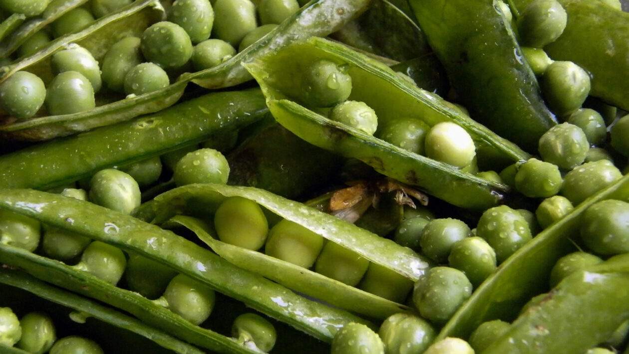 hrach