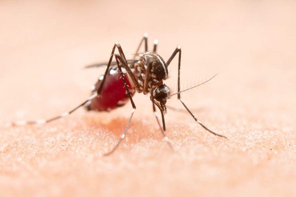 komar