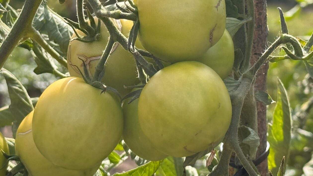paradajky zelene